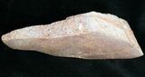 Agatized Dinosaur Bone - Polished #11446-1